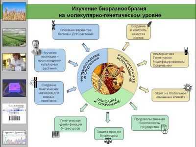 Инвазивные виды жуков на Гавайях теперь могут быть идентифицированы быстрее с помощью нового генетического теста: метод предлагает потенциал для улучшенной защиты от инвазивных кокосовых жуков-носорогов