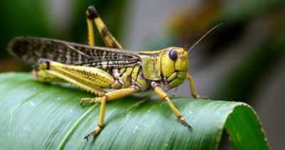 Насекомые как пища будущего: саранча, кузнечики, сверчки, куколки шелкопряда, а также личинки жуков и моли