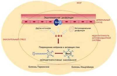 Перегруженные клеточные машины могут объяснить связь болезни Гоше с болезнью Паркинсона
