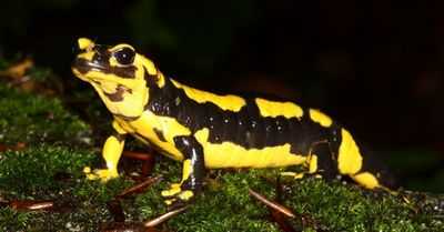 Регенерация конечностей: ключ к успеху у саламандр?