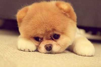 Спящие карликовые опоссумы могут ощущать опасность даже в спящем состоянии: исследование имеет значение для определения времени и управления предписанными лесными пожарами