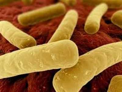 Выявлены кишечные бактерии, защищающие от пищевой аллергии