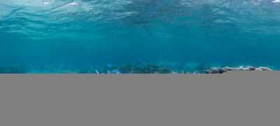 Как кораллы могут извлечь выгоду из последствий изменения климата