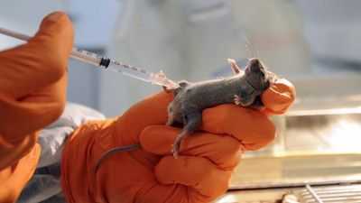 Наблюдая, как рак распространяется у мыши