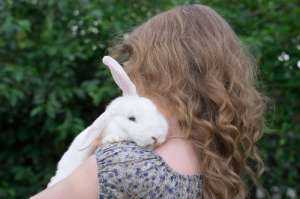 Новое исследование показывает, как дикие кролики были генетически превращены в ручных кроликов