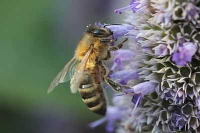 Пчелы с крошечными передатчиками на спине показывают, как болезнь вредит насекомым, которым угрожает опасность