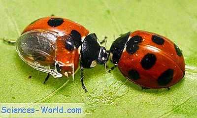 Раскладывание складывающегося механизма крыльев божьей коровки: складки, похожие на оригами, ленточные пружинные жилки служат подсказками для инженерных приложений