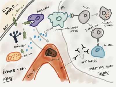 Как сдерживать вирусы: как наша иммуносенсорная система атакует вирусы на молекулярном уровне