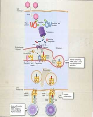 Обнаружение CTLA-4 в дендритных клетках открывает новые возможности для борьбы с раком