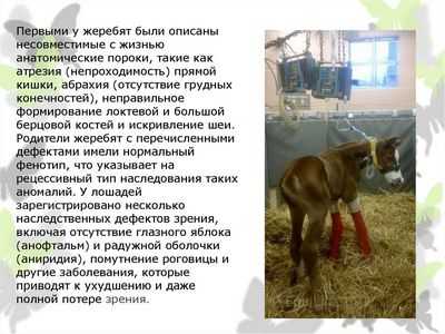 Походки лошадей контролируются генетической мутацией, распространяемой людьми