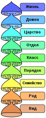 Превращение биологических клеток в камень улучшает рак, исследования стволовых клеток