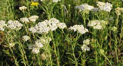 Растущий спрос на лекарственные травы может увеличить выращивание лекарственных деревьев