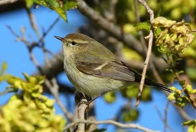 Социальная структура &laquo;помогает птицам избежать столкновения&raquo;