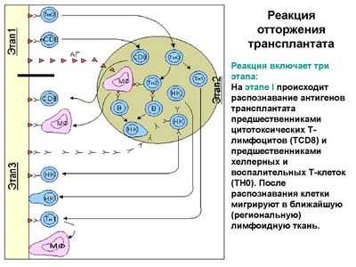 Гены определяют отторжение трансплантата