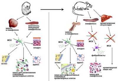 Изменение взгляда на клетки костного мозга