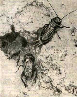 Пещерные сверчки, плавающие на поверхности, на самом деле более изолированы, чем пещерные кузены