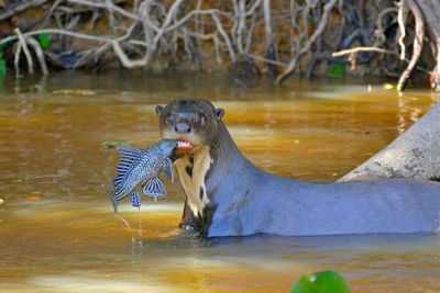 Репертуар гигантской выдры включает 22 различных вокализации