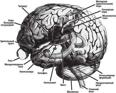 Исследование показывает, как мозг переключается в режим памяти: исследователи из Боннского университета идентифицируют важный нейронный механизм