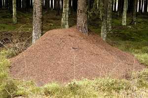 Мульча из муравейников: мульча из муравейников улучшает влажность почвы