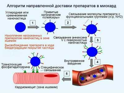 Наноносители, нагруженные лекарствами, для адресной доставки лекарств в опухоли