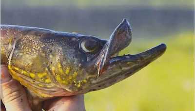 Океанская рыба глубиной в милю сталкивается с последствиями для здоровья из-за загрязнения человеком