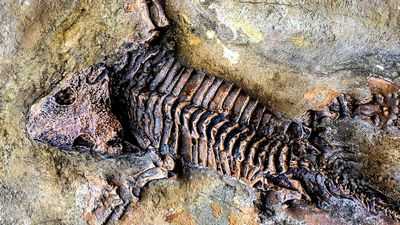 Ракушки вдохновляют археологов и палеонтологов на новый способ сохранения костей