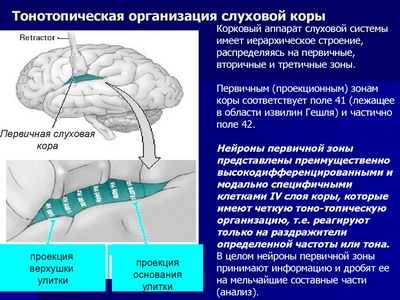 Слуховая система: эффект грохота