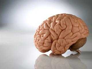 Ученые создали первую карту мозга морского льва