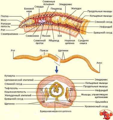 УФ-чувствительный белок в мозге зоопланктона морских кольчатых червей