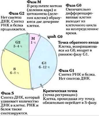 Выявлены фазы прохождения белков