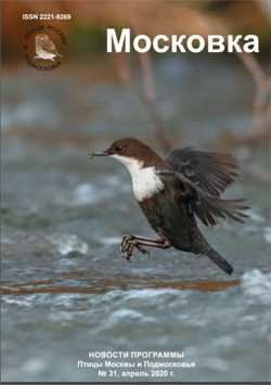 Бум колибри Аллена пропустили исследования по разведению птиц