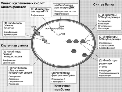 Фактор сохраняет целостность ДНК у бактерий, несмотря на воздействие антибиотиков: регулировка восстановления ДНК может дать будущие решения для борьбы с устойчивостью к антибиотикам и дегенеративными заболеваниями