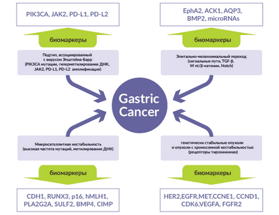 Новый взгляд на рак желудка может ускорить выработку более эффективных методов лечения