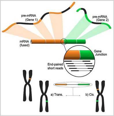 Обнаружен новый ген рака груди: BCL11A активен при трудно поддающемся лечению тройной отрицательный рак груди