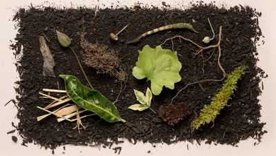 Охота за переключателем опиоидной зависимости в мозгу: эксперт исследует, как наркозависимость изменяет цепи в мозгу