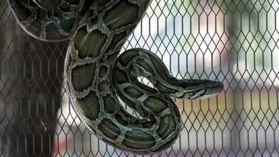 Питоны и удавы проливают новый свет на эволюцию рептилий