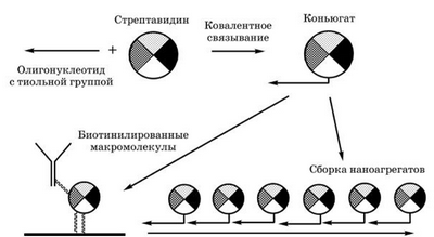 Понимание и прогнозирование самосборки