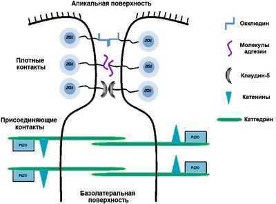Стратегии доставки химиотерапии в центральную нервную систему: гематоэнцефалический барьер, гематоэнцефалический барьер остаются серьезными препятствиями на пути доставки лекарств к опухолям головного мозга