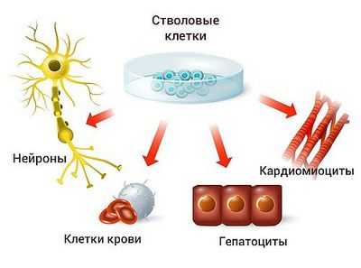 Стволовые клетки - мягкое прикосновение к нанотехнологическим биоматериалам