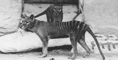 У этих 15 видов животных самый низкий шанс на выживание