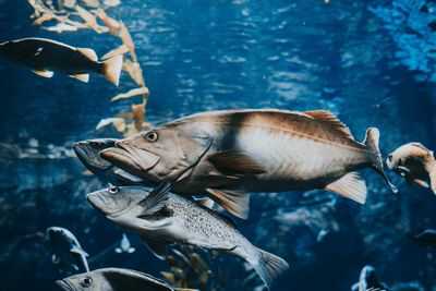 Уязвимость лосося: предполагаемый неоднозначный терминал для загрузки ископаемого топлива в устье реки Скина несет далеко идущие риски