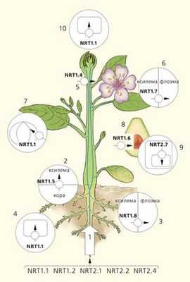 Ботаника: обнаружена регуляция развития важных компонентов флоэмы растений