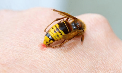 Укус насмерть: пчелы из сахарных мешков начинают всепобеждающие набеги