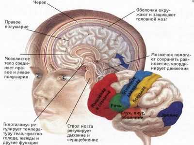Восстановление коры головного мозга: это возможно