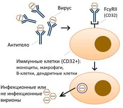 Выявлен триггер для критических клеток иммунной системы