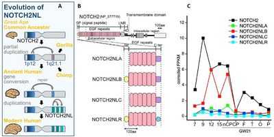 Дупликации генов, связанные с аутизмом, появились недавно в истории человечества