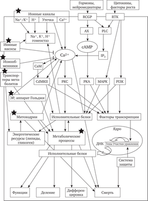 Семейство белков играет ключевую роль в динамике клеточного насоса