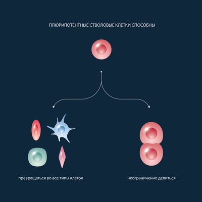 Фактор репрограммирования стволовых клеток контролирует изменение выработки клеточной энергии: исследования показывают роль белка KLF4 в инструктировании клеток к метаболическим изменениям при приобретении характеристик стволовых клеток