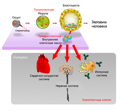 Индуцированные плюрипотентные стволовые клетки не увеличивают генетические мутации: новый подход исследователей сравнил ИПСК с субклонированными клетками