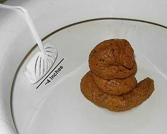 Исследование фекалий панды дает представление о микробиоме и репродуктивных проблемах